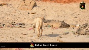 Dakar Südstrand 043