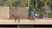 Dakar Südstrand 059