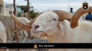 FC Wien Tierfarm 022