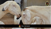 FC Wien Tierfarm 024