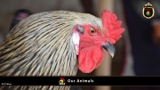FC Wien Tierfarm 047