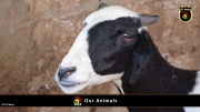 FC Wien Tierfarm 054