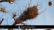 Region Sangualkam 011