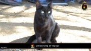 Universtität von Dakar 051