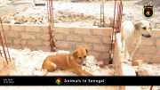 Tiere in Senegal 018