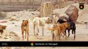 Tiere in Senegal 027