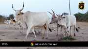Tiere in Senegal 035