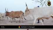Tiere in Senegal 036