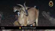Tiere in Senegal 044