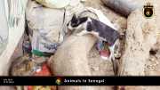 Tiere in Senegal 056