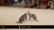 Goree Island 031