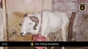 Unsere "Sheep Akademie" in Senegal 000