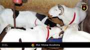 Unsere "Sheep Akademie" in Senegal 002