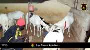 Unsere "Sheep Akademie" in Senegal 004