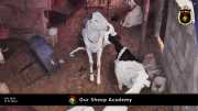 Unsere "Sheep Akademie" in Senegal 005